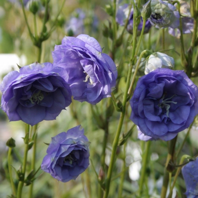 Колокольчик Ля Белль Блю - Dolina-Sad.Ru