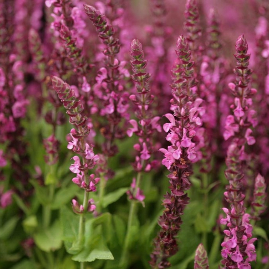 Шалфей дубравный Сенсейшн Компакт Роуз - Dolina-Sad.Ru