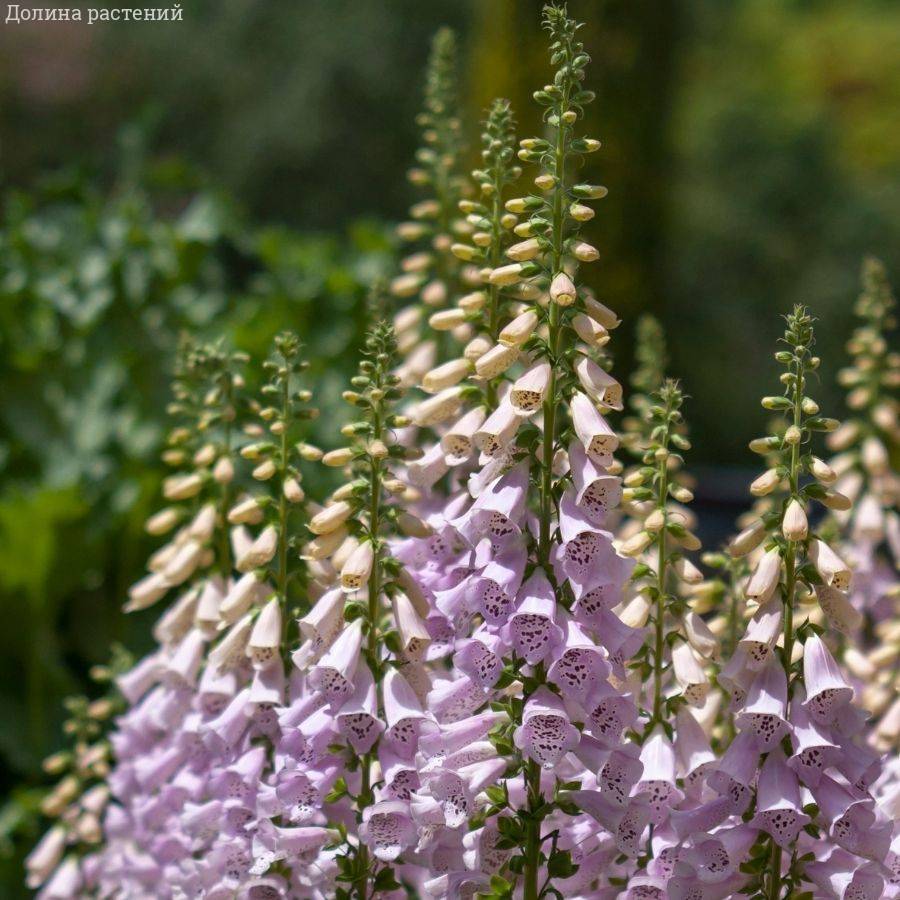 Наперстянка пурпурная Виртуоза Лавендер - Dolina-Sad.Ru