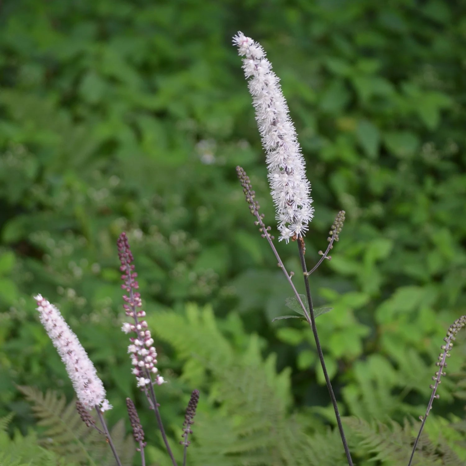 Воронец простой Пинк Спайк - Dolina-Sad.Ru