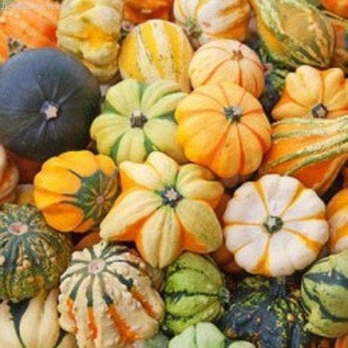 Тыква декоративная Ассорти фото