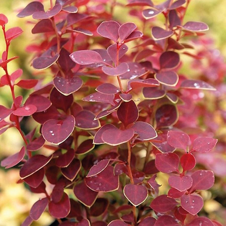 Барбарис Тунберга Чикита, С2 Барбарис Тунберга Чикита, С2 - Dolina-Sad.Ru