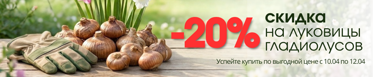 акция на гладиолусы