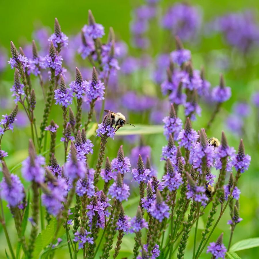 Вербена копьевидная Блю Спайрс - Dolina-Sad.Ru