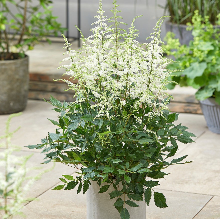 Астильба гибридная Изи Лисенинг Астильба гибридная Изи Лисенинг - Dolina-Sad.Ru