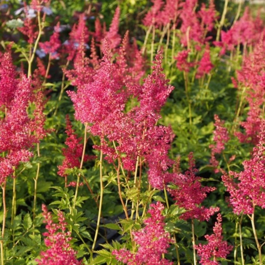 Астильба японская Кобленз - Dolina-Sad.Ru