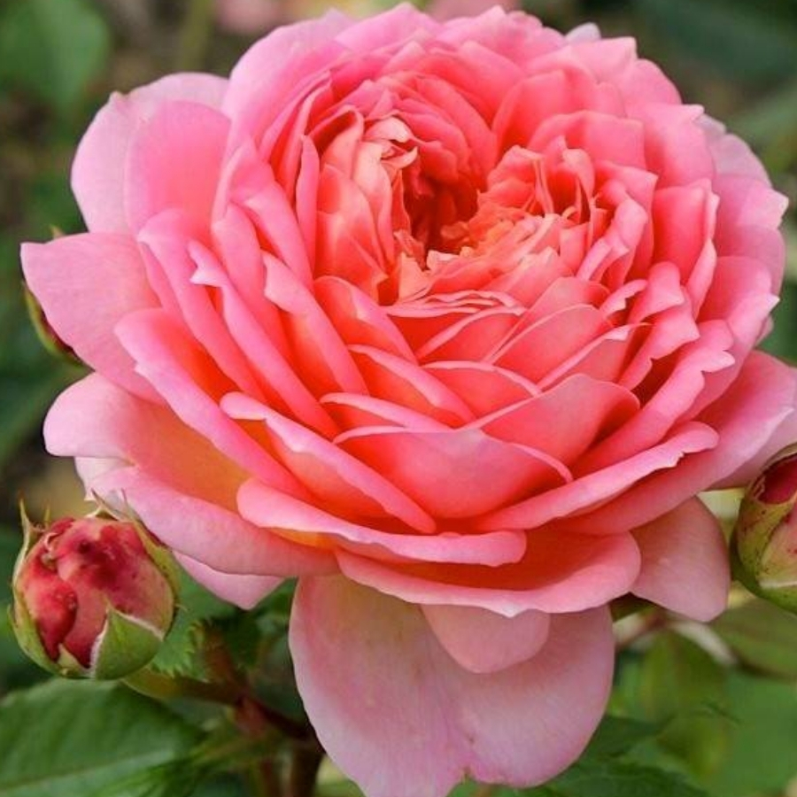 Роза Джубили Селебрейшн в горшке - Dolina-Sad.Ru