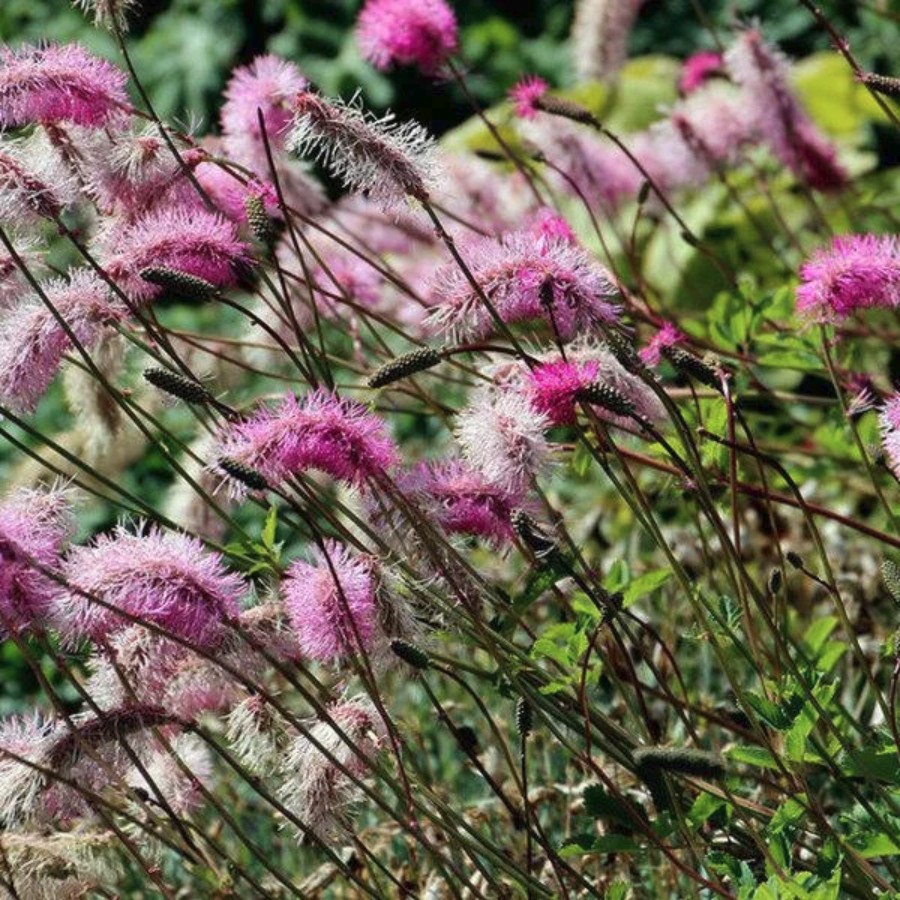 Кровохлебка тупая - Dolina-Sad.Ru