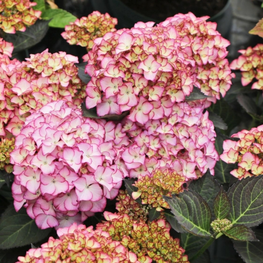 Гортензия крупнолистная Адула Гортензия крупнолистная Адула - Dolina-Sad.Ru