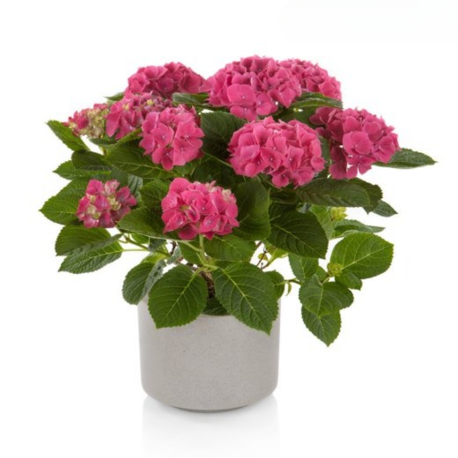 Гортензия крупнолистная Хай Кэнэл Гортензия крупнолистная Хай Кэнэл - Dolina-Sad.Ru