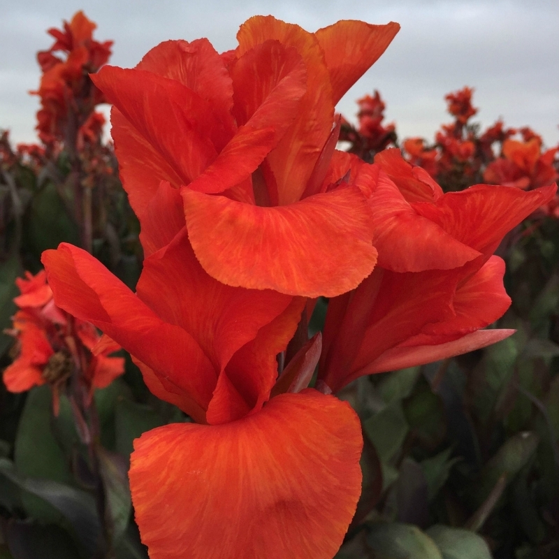 Колокольчик Ля Белль Блю - Dolina-Sad.Ru