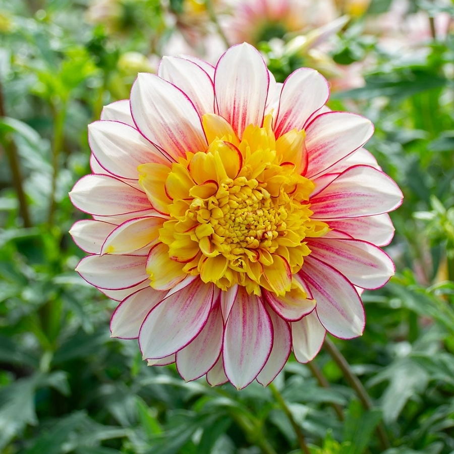 Георгина Полька Георгина Полька - Dolina-Sad.Ru