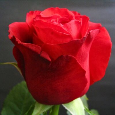 Роза Секси Ред Роза Секси Ред - Dolina-Sad.Ru