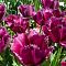 Тюльпан Керли Сью Тюльпан Керли Сью фото