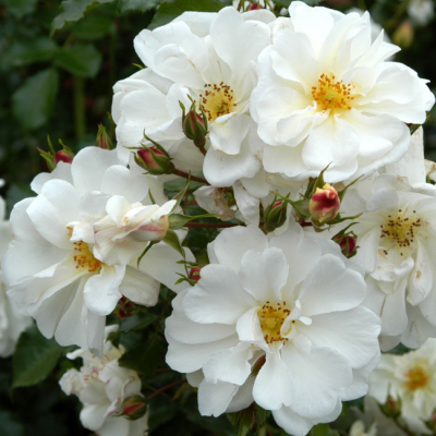 Роза Диамант фото