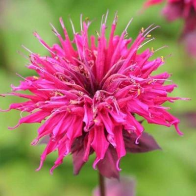 Монарда Фаерболл Монарда Фаерболл - Dolina-Sad.Ru