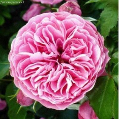 Роза Леонардо да Винчи Роза Леонардо да Винчи фото