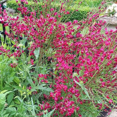 Ракитник Боскоп Руби - Dolina-Sad.Ru