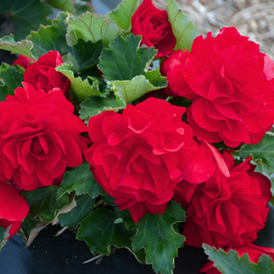 Бегония Вишневый фонтан F1, гранул. пробирка Бегония Вишневый фонтан F1, гранул. пробирка - Dolina-Sad.Ru