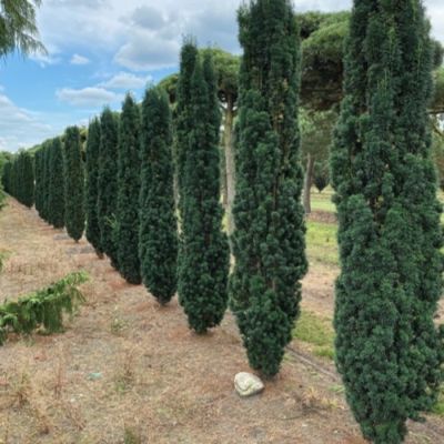 Тис ягодный Фастигиата Робуста Тис ягодный Фастигиата Робуста - Dolina-Sad.Ru