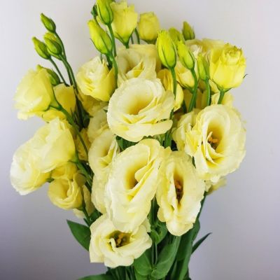 Эустома Золотая вуаль F1, гранул. пробирка Эустома Золотая вуаль F1, гранул. пробирка - Dolina-Sad.Ru