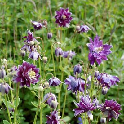 Аквилегия махровая Криста Барлоу Аквилегия махровая Криста Барлоу - Dolina-Sad.Ru