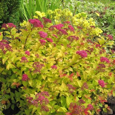 Спирея японская Голден Джек Спирея японская Голден Джек - Dolina-Sad.Ru