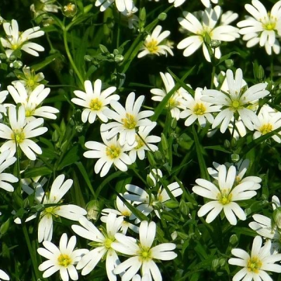 Гвоздика травянка "Белая" фото