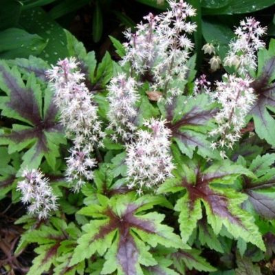 Тиарелла Шуга энд Спайс , С1,5 Тиарелла Шуга энд Спайс , С1,5 фото