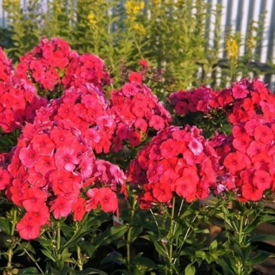 Флокс метельчатый Пикок Черри Рэд Флокс метельчатый Пикок Черри Рэд фото