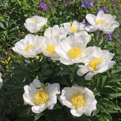 Пион Дублин - Dolina-Sad.Ru