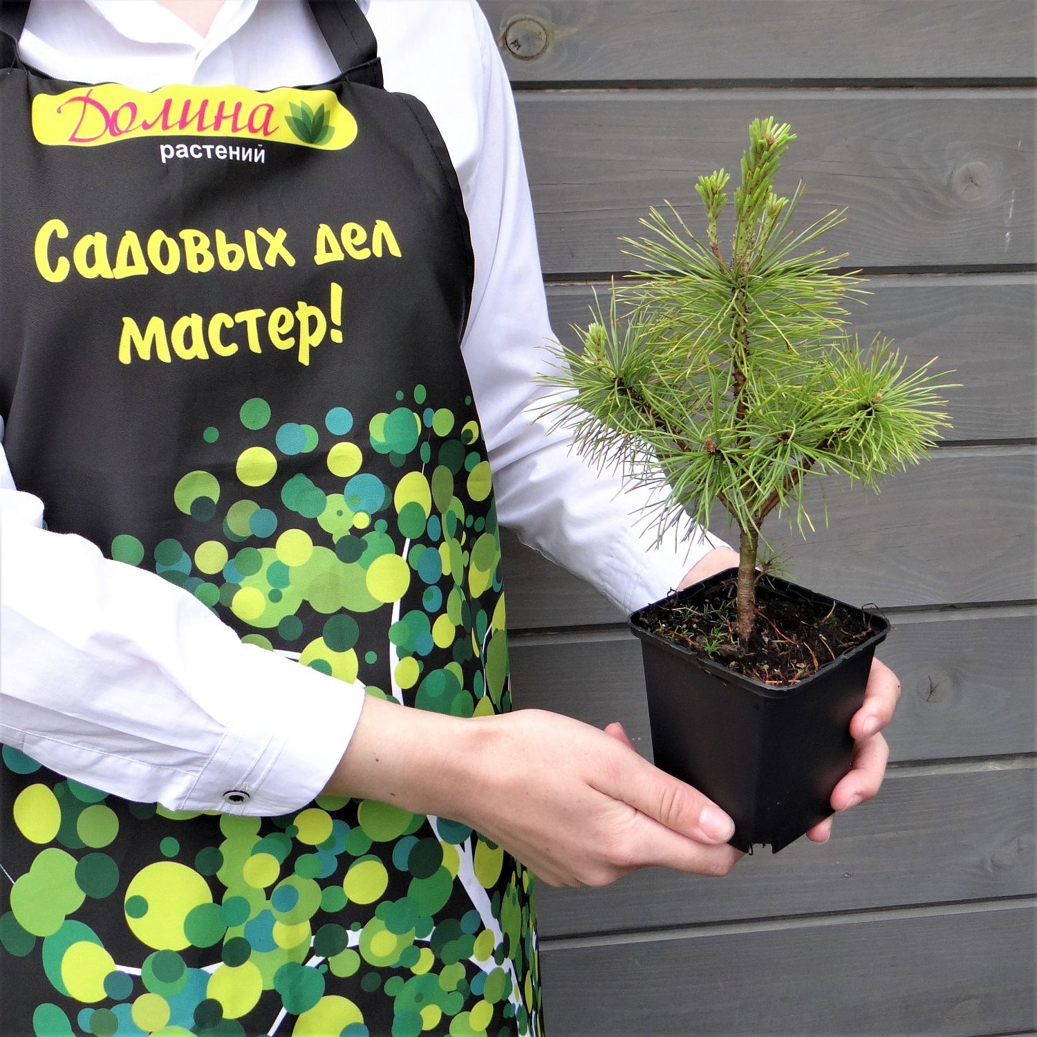 Сосна горная западная Сосна горная западная фото