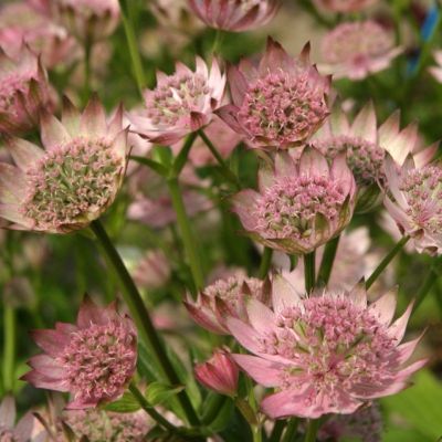 Астранция крупная Пинк Прайд - Dolina-Sad.Ru