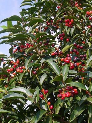 Лавровишня португальская Бренелиа фото