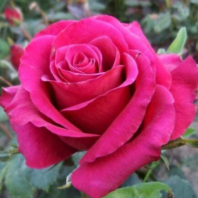 Роза Тенге Венге Роза Тенге Венге - Dolina-Sad.Ru