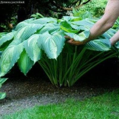 Хоста Варпаинт Хоста Варпаинт фото