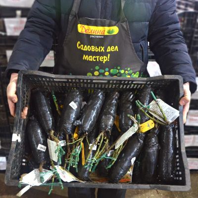 Роза Эльф Роза Эльф фото