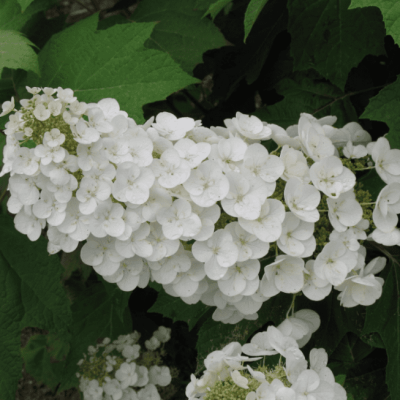 Гортензия дуболистная Алиса Гортензия дуболистная Алиса фото