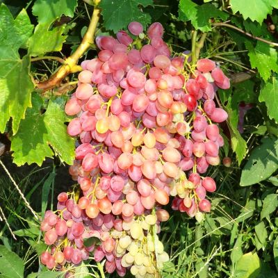 Виноград Кишмиш Находка Виноград Кишмиш Находка фото