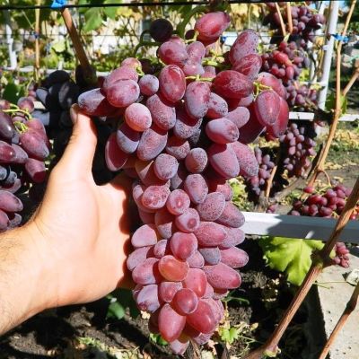 Виноград Бастра Виноград Бастра фото