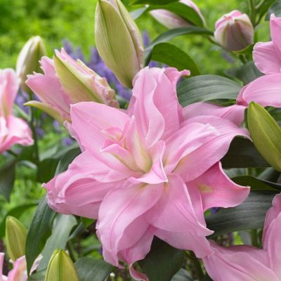 Лилия Роузлили Эдита Лилия Роузлили Эдита - Dolina-Sad.Ru