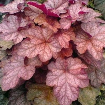 Гейхера Божоле Гейхера Божоле - Dolina-Sad.Ru