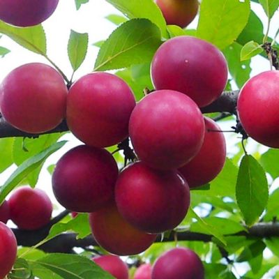 Слива Путешественница Слива Путешественница фото