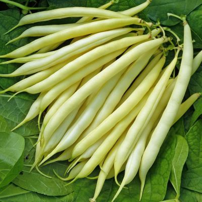 ФАСОЛЬ ПАНТЕРА(СПАРЖЕВАЯ) ФАСОЛЬ ПАНТЕРА(СПАРЖЕВАЯ) - Dolina-Sad.Ru