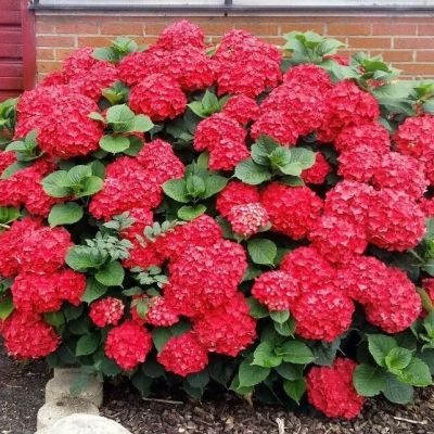 Гортензия крупнолистная Хот Ред Гортензия крупнолистная Хот Ред - Dolina-Sad.Ru