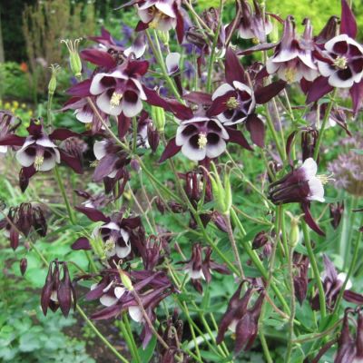 Аквилегия Вильям Гиннес Аквилегия Вильям Гиннес - Dolina-Sad.Ru