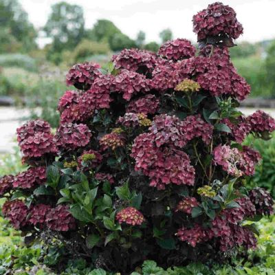 Гортензия крупнолистная Шоколад - Dolina-Sad.Ru