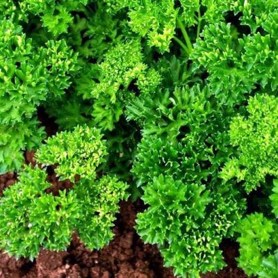 Сельдерей Чудак лист. кудрявый Сельдерей Чудак лист. кудрявый фото