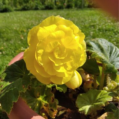 Бегония Дабл Еллоу Бегония Дабл Еллоу фото