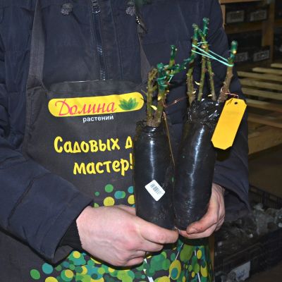 Роза Эльф Роза Эльф фото